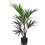 Decorative plant