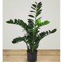 Decorative plant