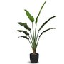 Decorative plant