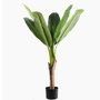 Decorative plant