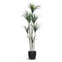 Decorative plant