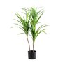 Decorative plant