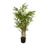Decorative plant