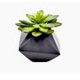 Decorative greenery