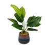 Decorative plant